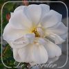 Stamroos 'Diamant'