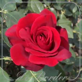 Stamroos 'Duftzauber'