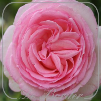 Stamroos 'Eden Rose'