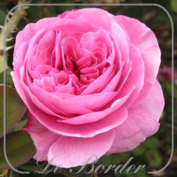 stamroos-gertrude-jekyll-stamhoogte-90cm-059 Stamroos 'Gertrude Jekyll'
