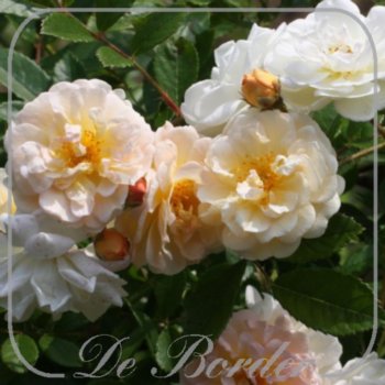 stamroos-ghislaine-de-feligonde-stamhoogte-140cm-924 Stamroos 'Ghislaine de Feligonde'