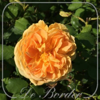 stamroos-golden-celebration-stamhoogte-110cm-800 Stamroos 'Golden Celebration'