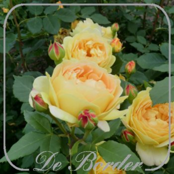 stamroos-golden-celebration-stamhoogte-140cm-159 Stamroos 'Golden Celebration'