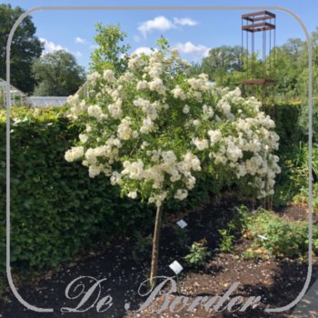 Stamroos 'Guirlande d Amour'