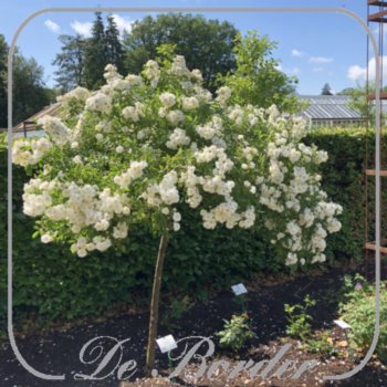 Stamroos 'Guirlande d Amour'