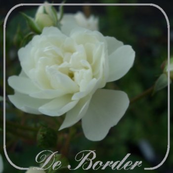 Stamroos 'Guirlande d Amour'