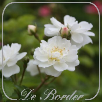 Stamroos 'Guirlande d Amour'