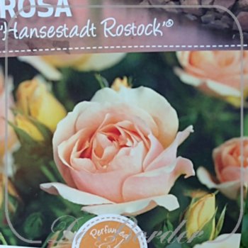 stamroos-hansestad-rostock-stamhoogte-90cm-963 Stamroos 'Hansestad Rostock'