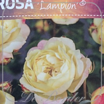 stamroos-lampion-stamhoogte-90cm-990 Stamroos 'Lampion'
