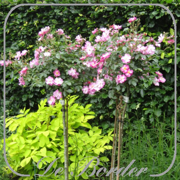 Stamroos 'Lavender Dream'
