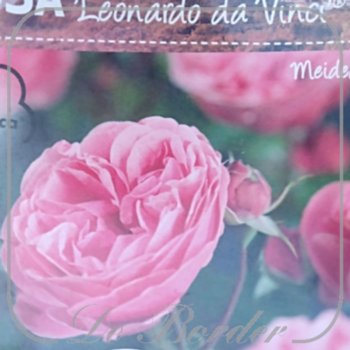 stamroos-leonardo-da-vinci-stamhoogte-90cm-988 Stamroos 'Leonardo da Vinci'
