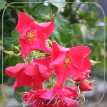 Stamroos 'Manhatten Blue'