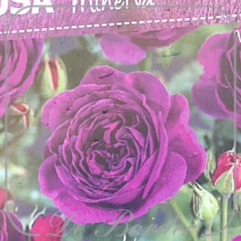 Stamroos 'Minerva '