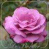 Stamroos 'Moody Blue'