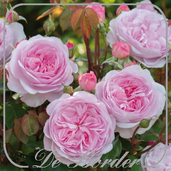 stamroos-olivia-rose-austin-063 Rosa 'Olivia Rose Austin'