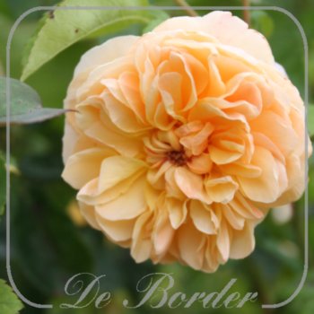 Stamroos 'Port Sunlight'