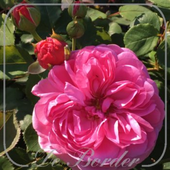 Stamroos 'Princess Alexandra of Kent'