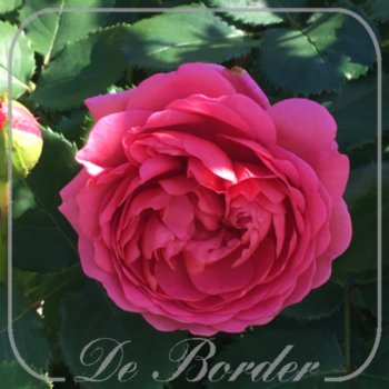 Stamroos 'Princess Alexandra of Kent'