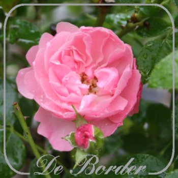 Stamroos 'Rose  Meilove'