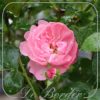 Stamroos 'Rose  Meilove'