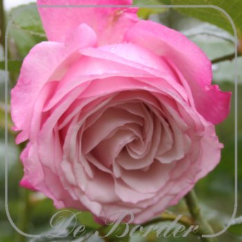 Stamroos 'Rosenfaszination'
