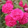 Stamroos 'Roxy'