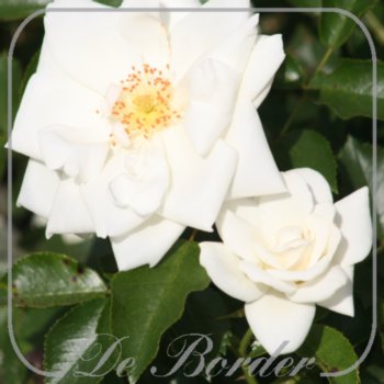 stamroos-schneeflocke--367 Stamroos 'Schneeflocke' --