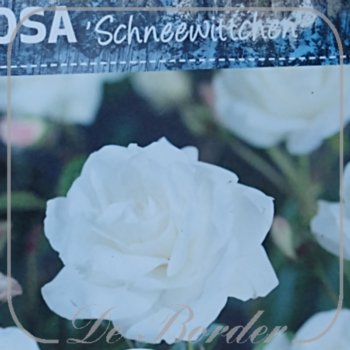 Stamroos 'Schneewittchen'