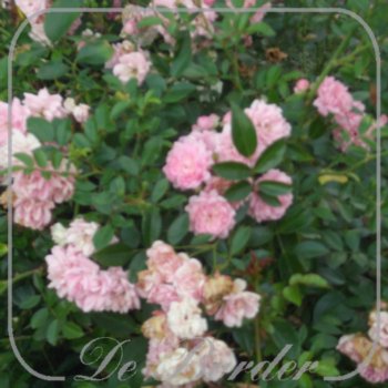 stamroos-the-fairy-stamhoogte-90cm-419 Stamroos 'The Fairy'