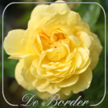 stamroos-yellow-meilove-098 Stamroos 'Yellow Meilove'