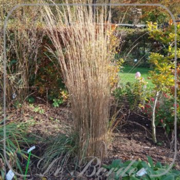 Stipa calamagrostis