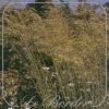 Stipa gigantea