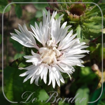 stokesia-laevis-traumerei-688 Stokesia laevis 'Traumerei'