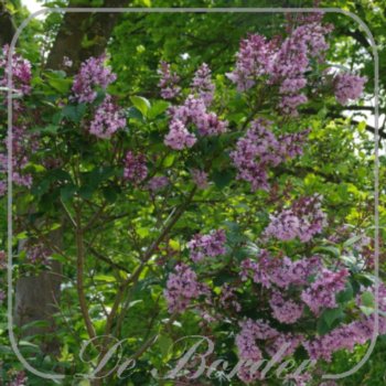 Syringa josikaea