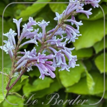 Syringa 'Minuet'