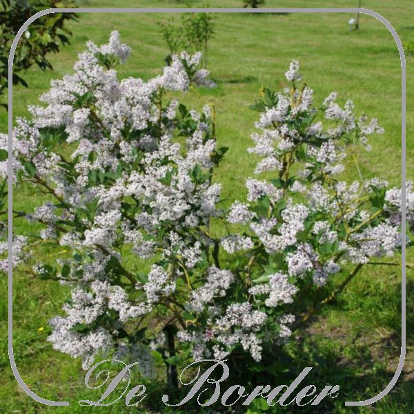 Syringa patula 'Miss Kim'