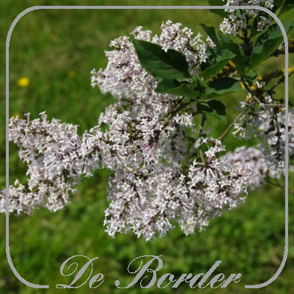 Syringa patula 'Miss Kim'