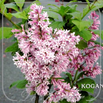 Syringa 'Redwine'