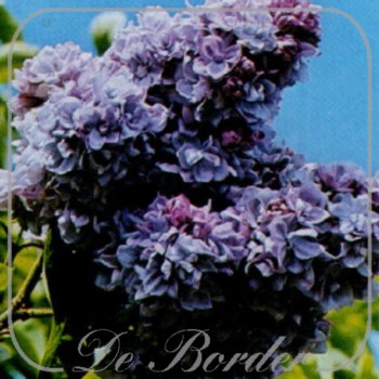 Syringa vulgaris 'Katherine Havemeyer'