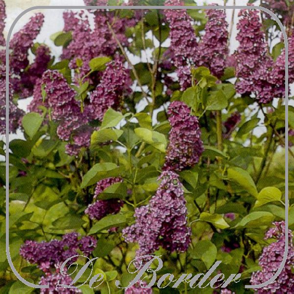 syringa-vulgaris-ludwig-spaeth-475 Syringa vulgaris 'Ludwig Spaeth'
