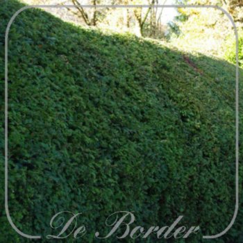 taxus-baccata-323 Taxus baccata