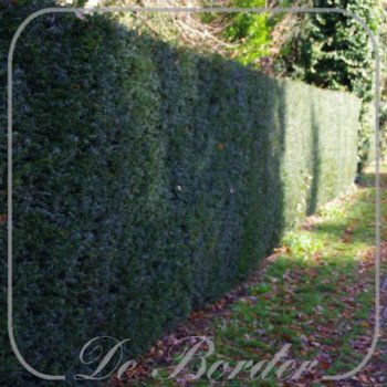 taxus-baccata-420 Taxus baccata