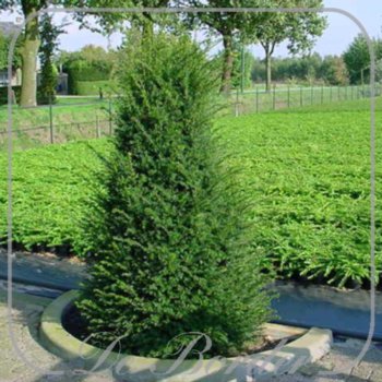 taxus-baccata-876 Taxus baccata