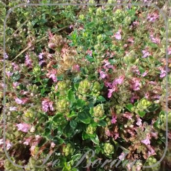 Teucrium chamaedrys 'Nanum'