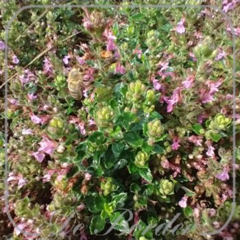 Teucrium chamaedrys 'Nanum'