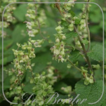 Teucrium scorodonia