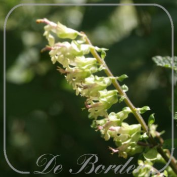 Teucrium scorodonia