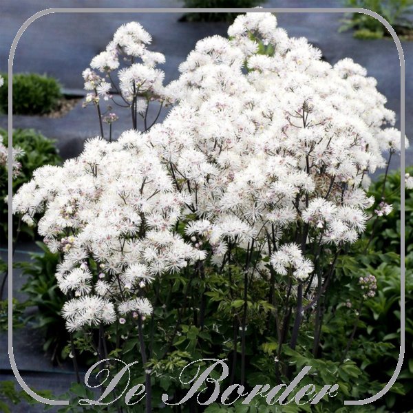 thalictrum-nimbus-white-299 Thalictrum 'Nimbus White'