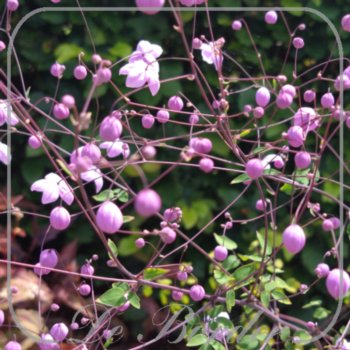 Thalictrum 'Splendide'