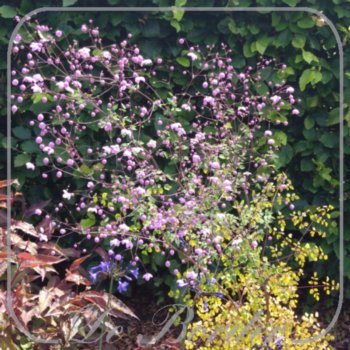 Thalictrum 'Splendide'